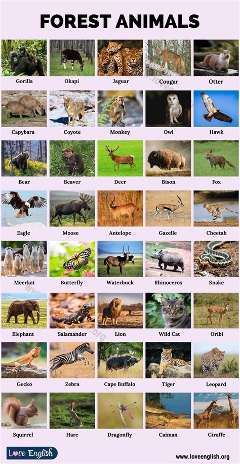 animals in the forest|Forest Animals .